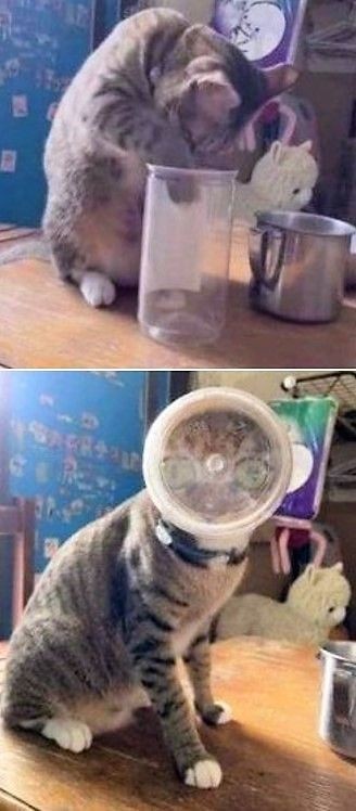 Porn catasters: photos