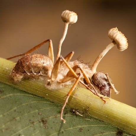 There&rsquo;s a genus of fungi that turns ants into zombies! . Ophiocordyceps unilateralis infec