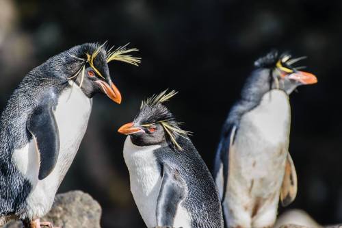 Auckland Island In this series on the New Zealand Sub-Antarctic Islands, I’ve written about Th