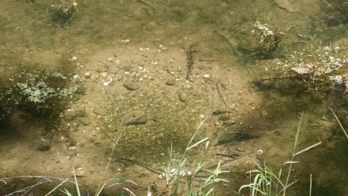 The whole canal was full of male Banded Sunfish crop circles! They make these little indents in the 