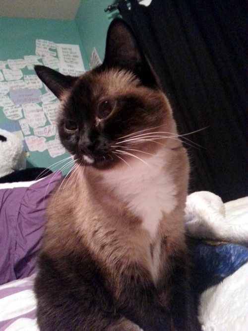 Misty (submitted by caitllinmichelle)