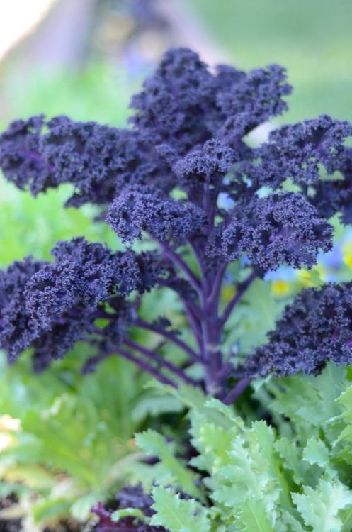 delishytown:Garden Greens in our edible landscape. Purple Kale, Rainbow Swiss Chard, Red Romaine, an