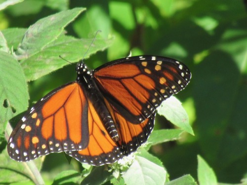 Monarch. Some butterfly posts incoming!