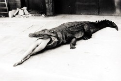 vvvestvvood:Crocodile Eating Ballerina, photographed