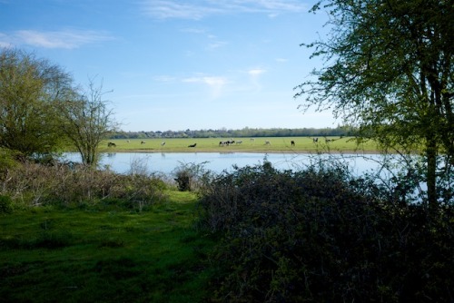 robertmealing:A lovely walk yesterday morning along the Thames through Port Meadow, the ruins of God