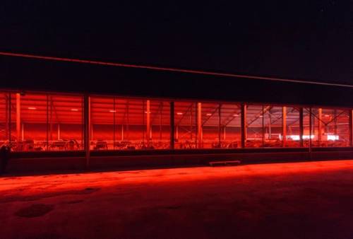 Energy-saving lighting makes for a very sinister-looking cowshed.