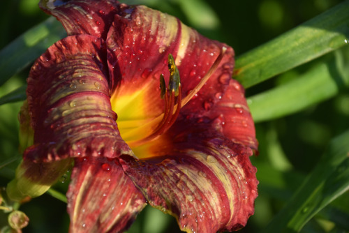 The beauty of hybrid lilies!