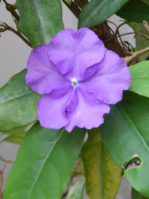 Brunfelsia pauciflora, sinitohtorinkukka