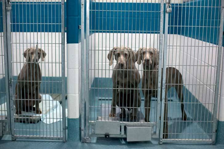 hola-me-llamo-blanka:  shintanohitomi:  Cada día miles de animales en el mundo mueren