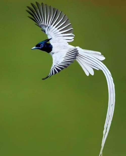 Indian Paradise Flycatcher