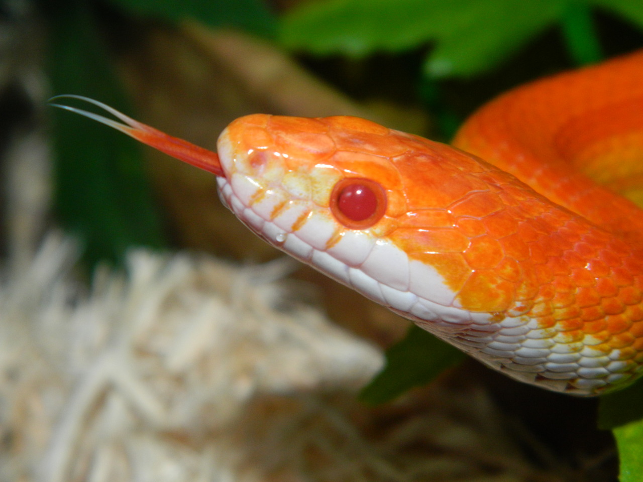 madfroggirl:  Jaffa the corn snake!