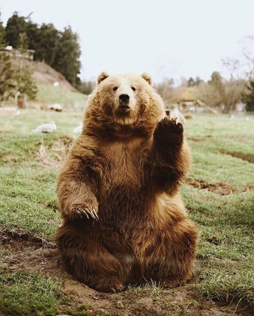 pir-ado:  x nature blog x 