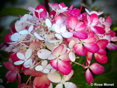 rosemonetphotos: Hydrangea macrophylla      2016Hortensia