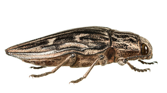 Wood boring insects include agrilus anxius