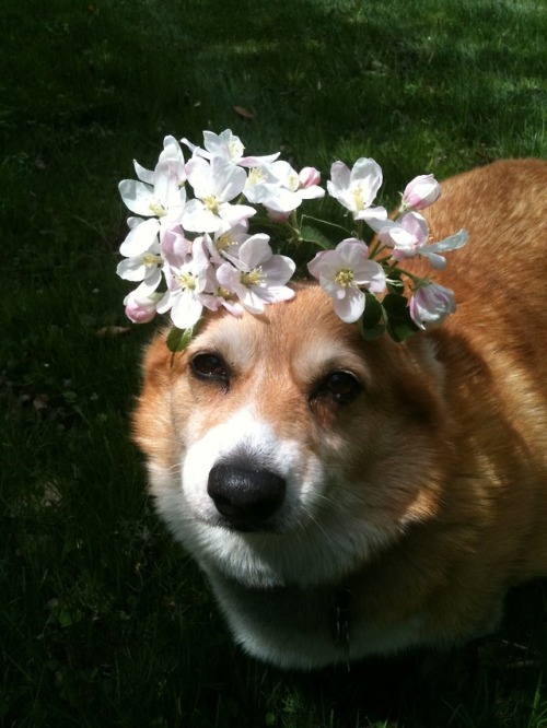 thingsonhazelshead:Hazel Simone Zildjianc. February 2003 – November 4th 2018“Corgis are enchanted. Y