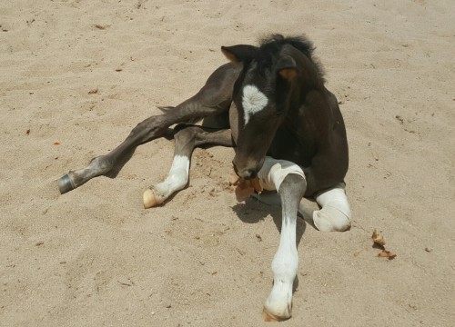 muscle-horse-appreciation:He was having fun playing with a leaf, but then had to be a camel baby abo