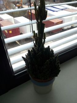 Creepy plant at work