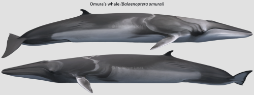 Omura’s whale (Balaenoptera omurai)Recently I got to revisit my old favourite the Omura’s whale. Fou
