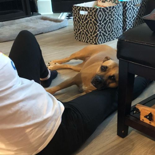 Sweet Rosie. @dogwood_artteacher #dog #dogsofinstagram #rescuedoghttps://www.instagram.com/p/CRHa3