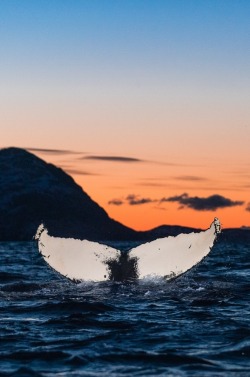 Wavemotions:  Twilight Whaling By Lars-Espen Langhaug