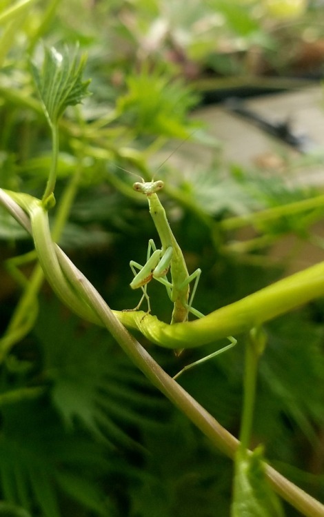 fourbeatgait:I found a baby outside. He was unbelievably cooperative for a few photos.