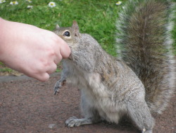 hand fed a squirrel today@younowwantcheeseontoast