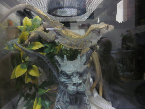 the fabulous father of the gecko childen