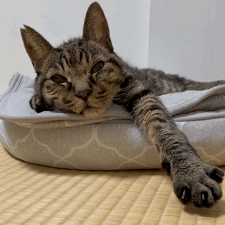 Koremitsu Looks Sleepy.