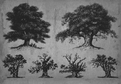 chaosophia218:Scientific Illustrations of the Trees.