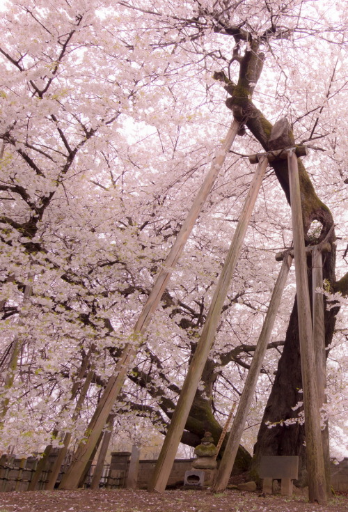 ☯菊花茶☯