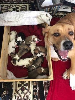 awwww-cute:  Momma is proud of her pups (Source: