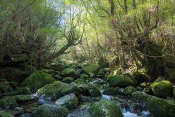 90377:    River in the land of cedar trees. by adrien Silvestre   