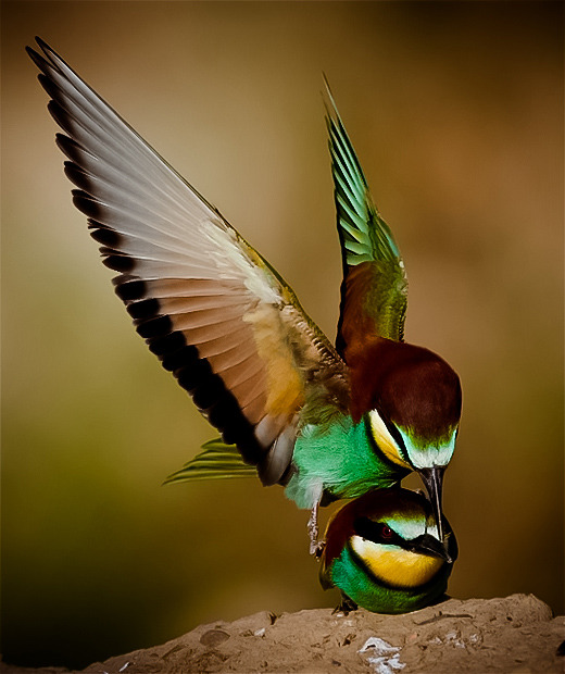 djferreira224: ~ by Angel Pulido Domínguez ~ 