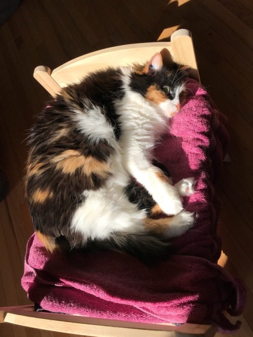 catsuggest:  tullia suggest: donot hesitat. find tiny bed for nâp and achievemont of beauté.