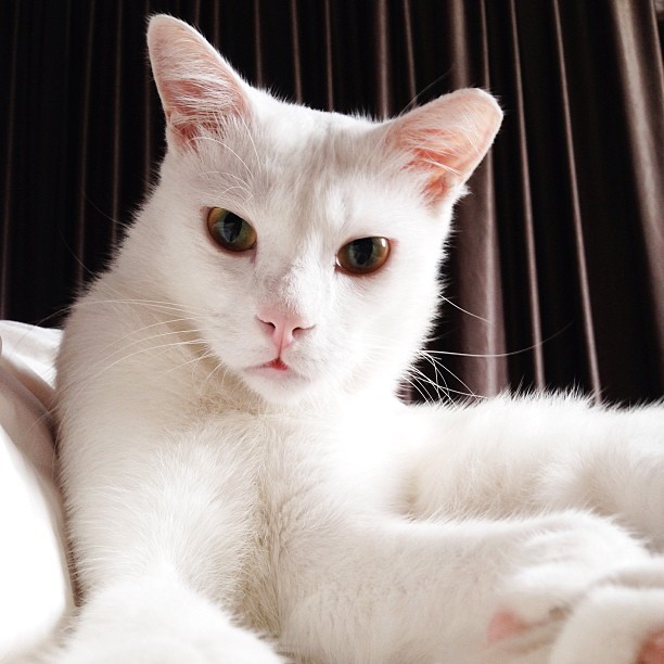 instagram:   Snapping #petselfiez with @jermzlee &amp; Norm Since the advent