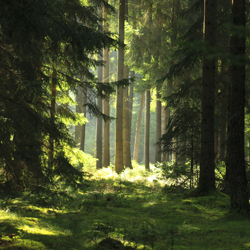 earthfaery:luppula-gid: light V by *indojo