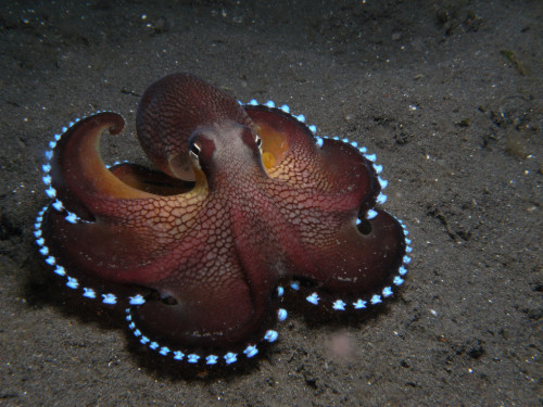 myblogaboutanimals:  Fantastic Octopus!  Source: imgur.com/5dSsXxO