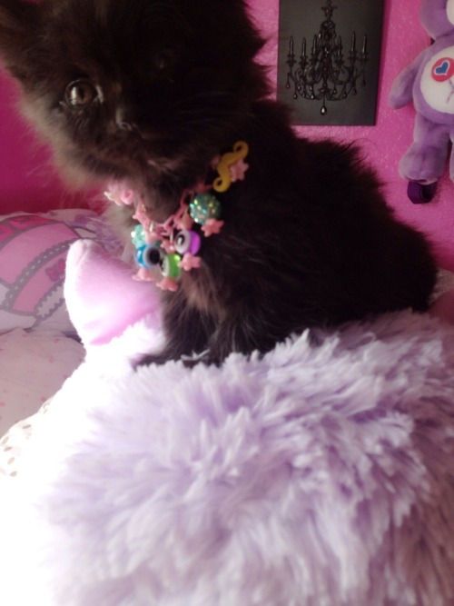 kittywood: So unfortunately both of my new kitty’s have bad upper respiratory infections so I 