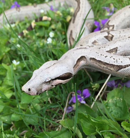 My very first holdback, coming up on two years old! Julep, 2018 Bolivian Silverback Short Tailed boa