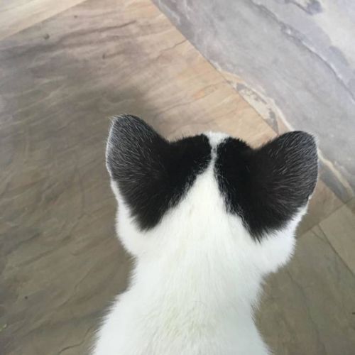 EL GATOOOOO El Gatoooo