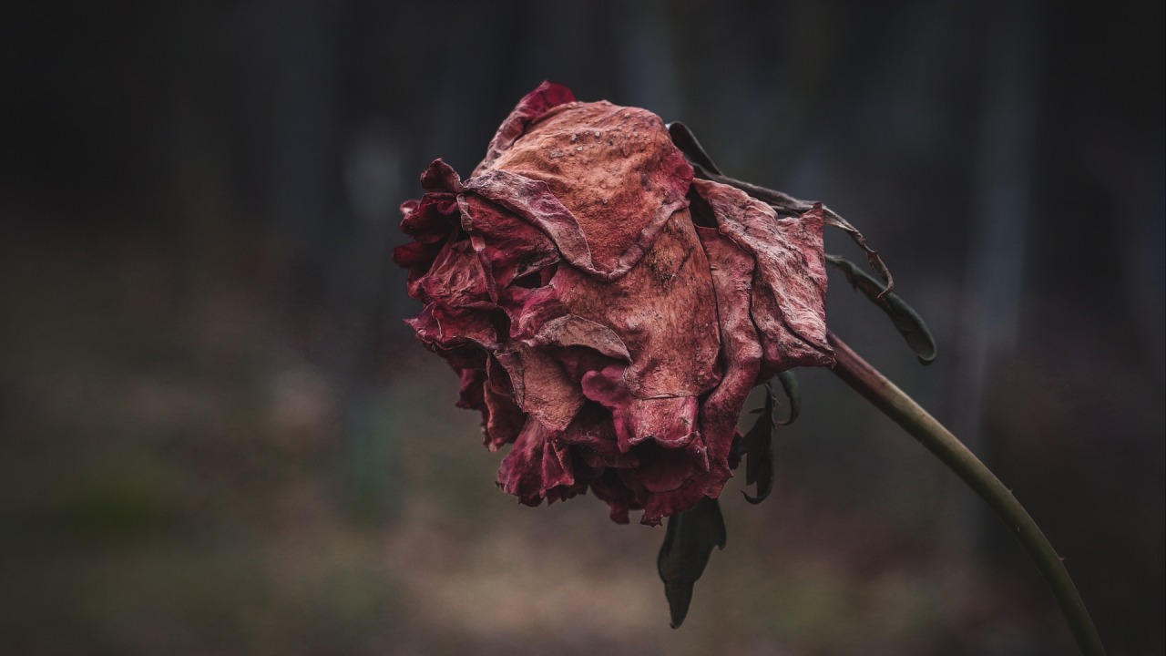 rompiendo-rutina:  FLOR MARCHITA ¿Por qué subestimarla belleza de la flor marchita?