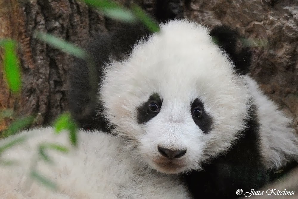 giantpandaphotos:  Fu Bao at Zoo Vienna in Austria on January 7, 2014. © Jutta Kirchner.