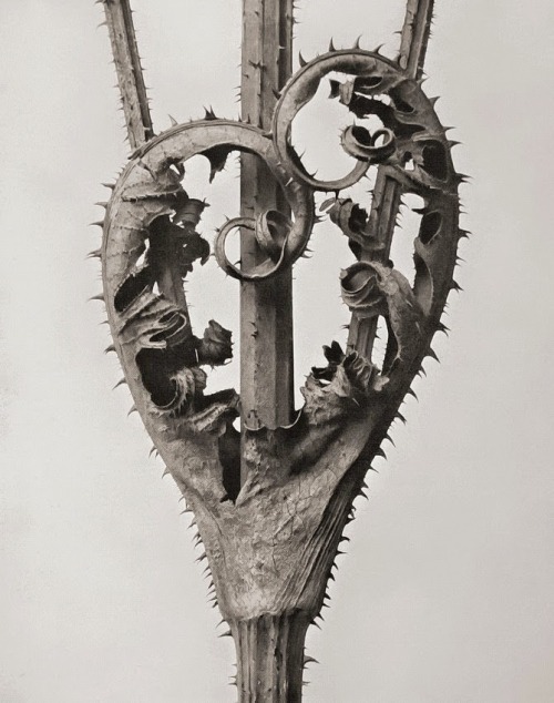 luzfosca:  Karl Blossfeldt Weberdistel, 1928. 