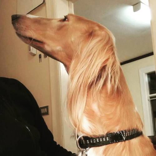 miniar:  inqorporeal:  miniar:  iatrogenic:  miniar:  #Aladdin informs me that scratches are requined. #Saluki #doglife #demandingdog  this dog is having a better hair day than most salon models I know.  He does that every day then….  if I bathe him