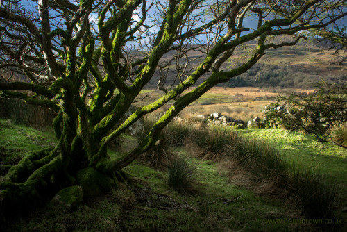 mydododied: Mossy boughs