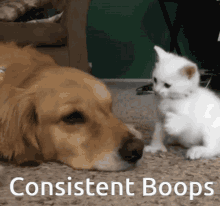 You Get A Boop!!