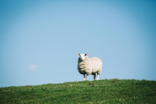 God’s Own Country, 2017Dir: Francis LeeDoP: Joshua James Richards 