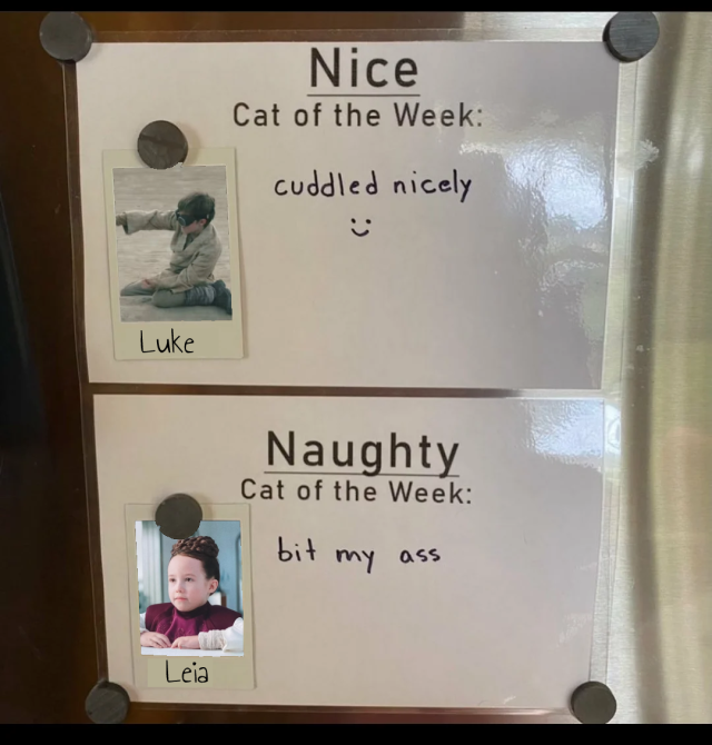 a photoshopped image of two signs. the first one says "nice cat of rhe week" with a picture of luke skywalker as a child, "cuddled nicely :)" is written on the sign. the second sign says "naughty cat of the week" with a picture of leia organa as a child that says "bit my ass"