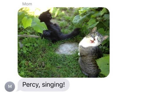 vermontparnasse: my mom getting an iPhone is the best thing that’s ever happened to me