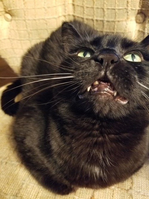 pyropansy: Here’s another unflattering image of one of my cats. She has a snagle tooth.